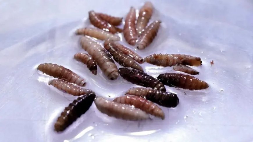 Screwworm: మాంసం తినే స్క్రూవర్మ్.. తొలిసారి మనిషి శరీరంలో గుర్తించిన వైద్యులు..!