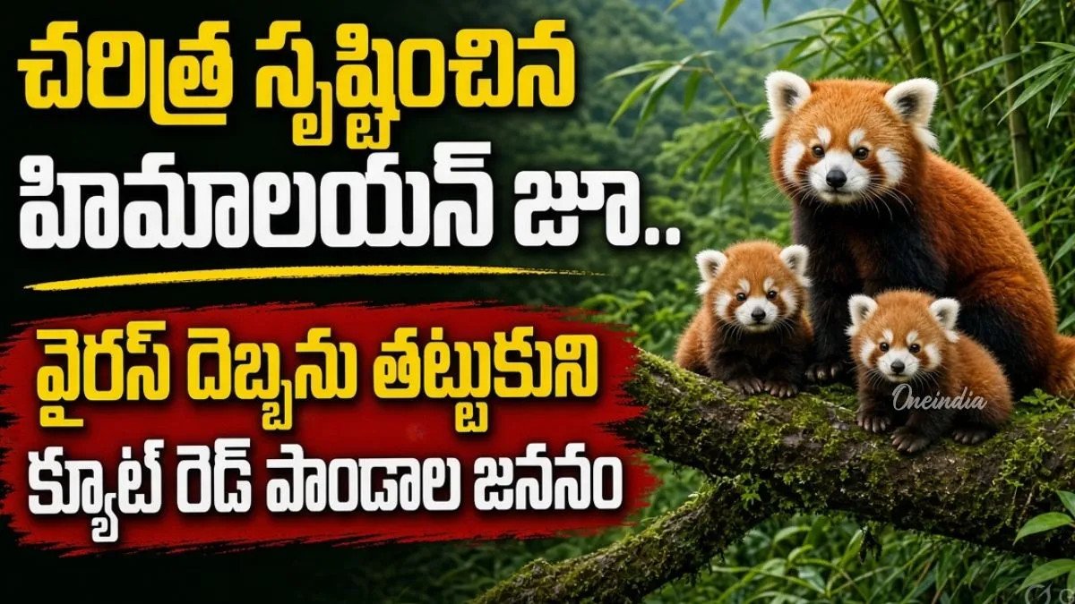 Red Panda:ఒకేసారి 5 బుజ్జి పాండాల సందడి! 28 ఏళ్ల చరిత్రలో తొలిసారి..