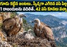 రాబందుల రీఎంట్రీ, 60 ఏళ్ల తర్వాత సాకారమైన కల!