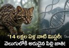 100 ఏళ్ల తర్వాత వెలుగులోకి సరికొత్త చిరుత పిల్లి! డీఎన్‌ఏ టెస్టులో తేలిన నిజం