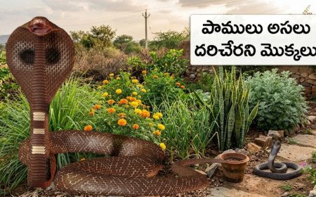 పాములను వణికించే 5 మొక్కలు.. ఆ సైంటిఫిక్ రహస్యం ఏంటి?