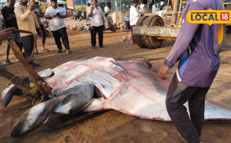 Giant Fish: వామ్మో.. కళ్లు తిరిగే సైజు.. టన్ను బరువు! వలలో చిక్కిన భారీ చేప.. ధర తెలిస్తే ఫ్యూజులు ఎగిరిపోతాయి..