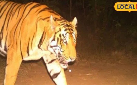 జిల్లాల్లో పెద్దపులి సంచారం.. ప్రజల్లో భయాందోళన