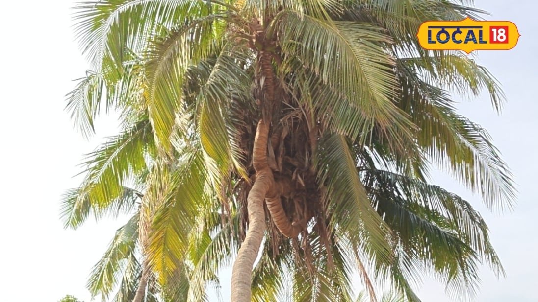 Four Headed Coconut Tree: నాలుగు తలల వింత కొబ్బరి చెట్టు.. మీరెప్పుడైనా చూశారా? వీడియో వైరల్!