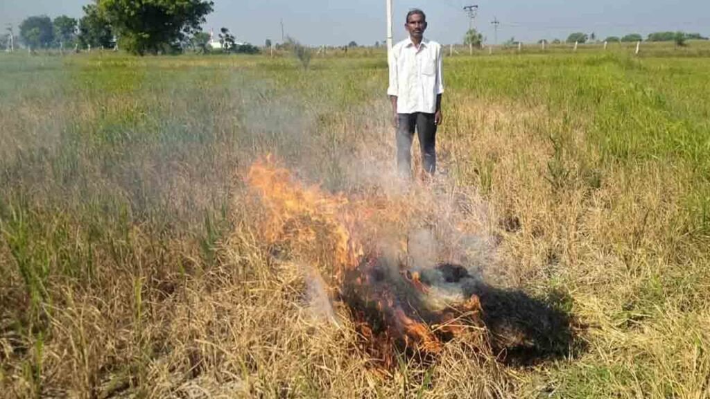 Burns crop | నీళ్లు లేక కరెంట్ రాక.. సూర్యాపేట జిల్లాలో పంటను కాలబెట్టిన కౌలు రైతు