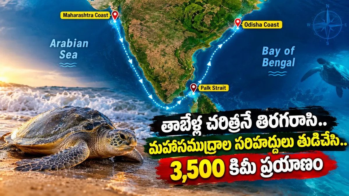 ప్రకృతి సూత్రాలకే సవాల్ విసిరిన తాబేలు! బంగాళాఖాతం నుంచి అరేబియా కడలికి..