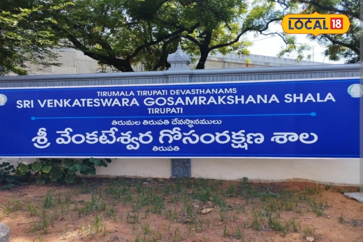 తిరుపతి ఎస్వీ గోశాలకు 5 దేశీయ గోవులను విరాళంగా అందజేసిన టీటీడీ అదనపు ఈవో వెంకయ్య చౌదరి..