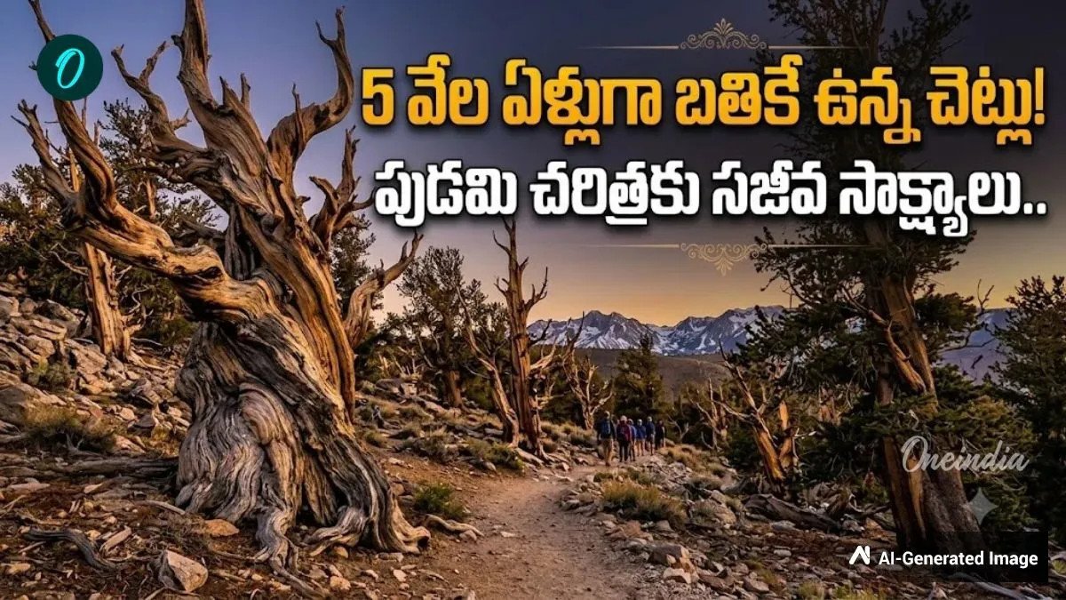 ప్రపంచపు అత్యంత పురాతన చెట్టు ఇదే! ఊపిరి పీల్చుకుంటున్న చరిత్ర