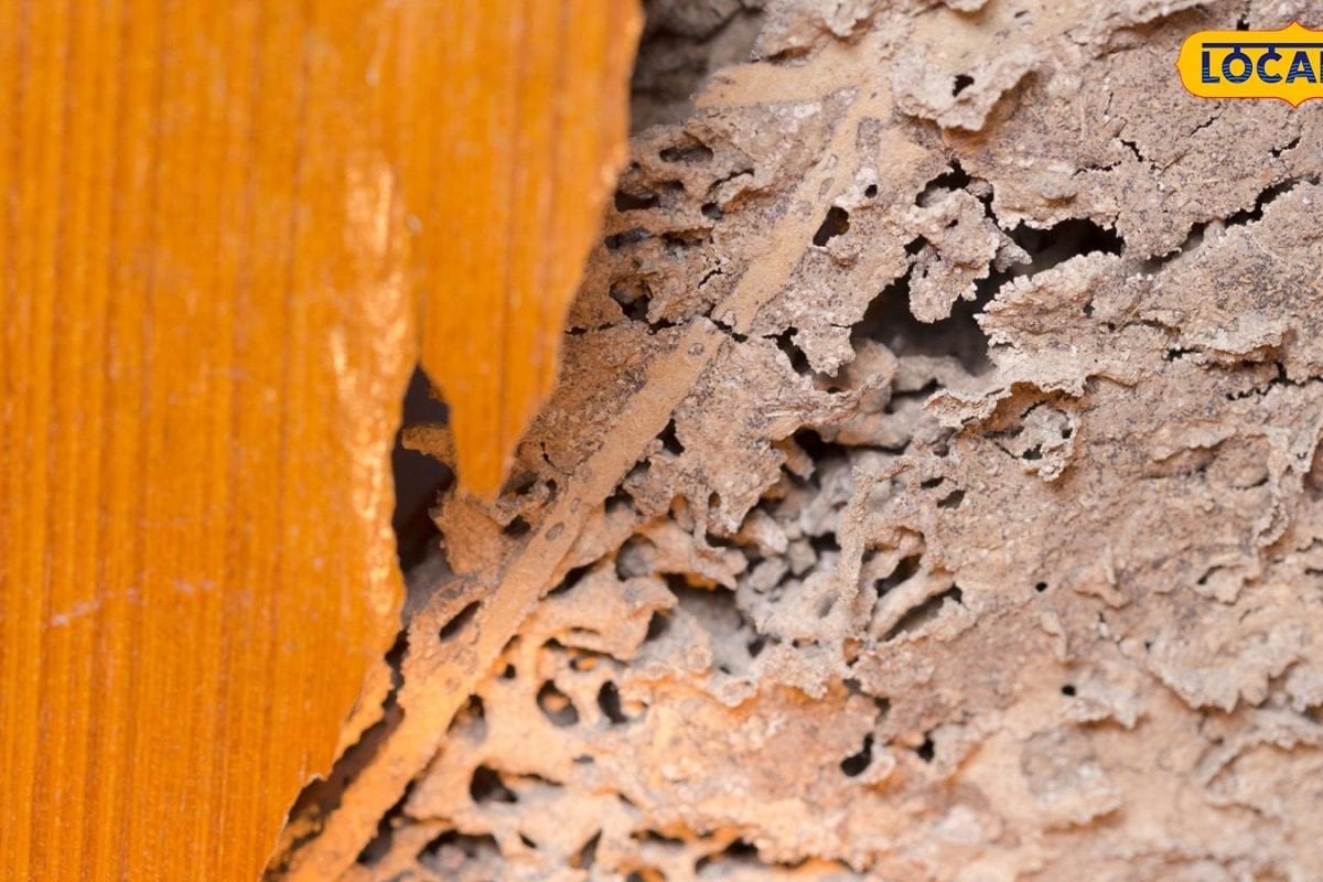 Wooden Door: మీ ఇంటి తలుపులు సురక్షితంగా ఉన్నాయా.. ఈ సంకేతాలు కనిపించాయంటే లోపల చెదలు ఉన్నట్లే..!