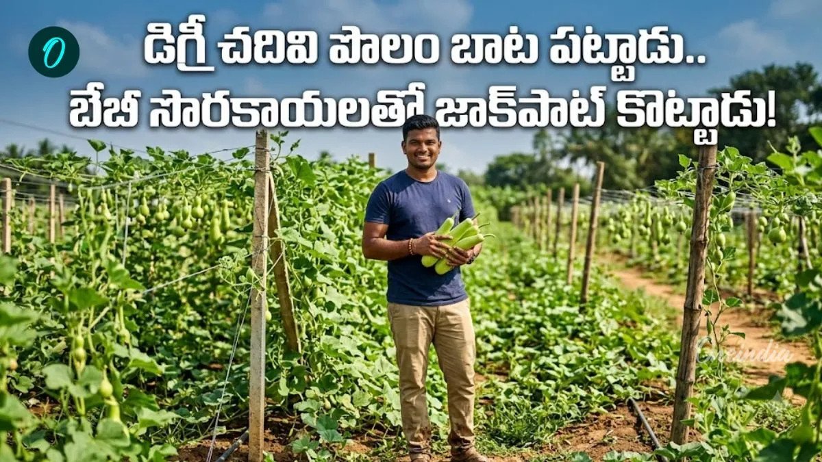 బుల్లి సొరకాయలతో నెలకు రూ. 15 లక్షలు ఆదాయం!