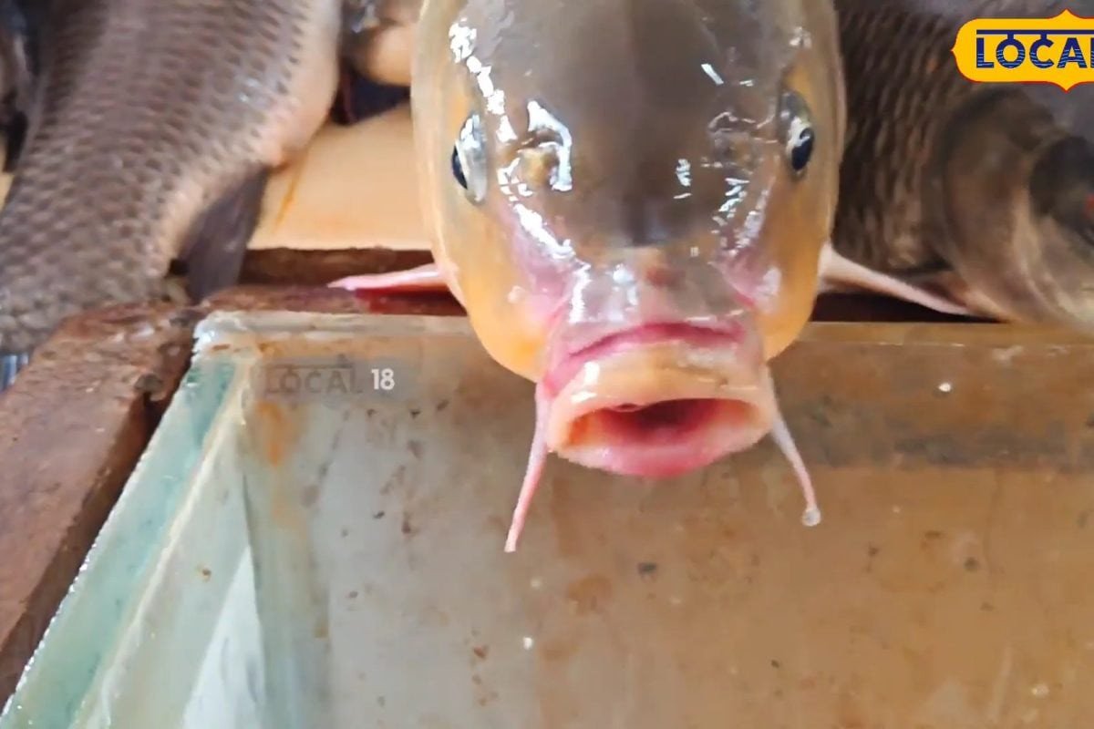 Fish: భారీ వర్షాల దెబ్బకు పండుగ చేసుకుంటున్న మాంసాహార ప్రియులు... అసలు రీజన్ తెలిస్తే షాక్!