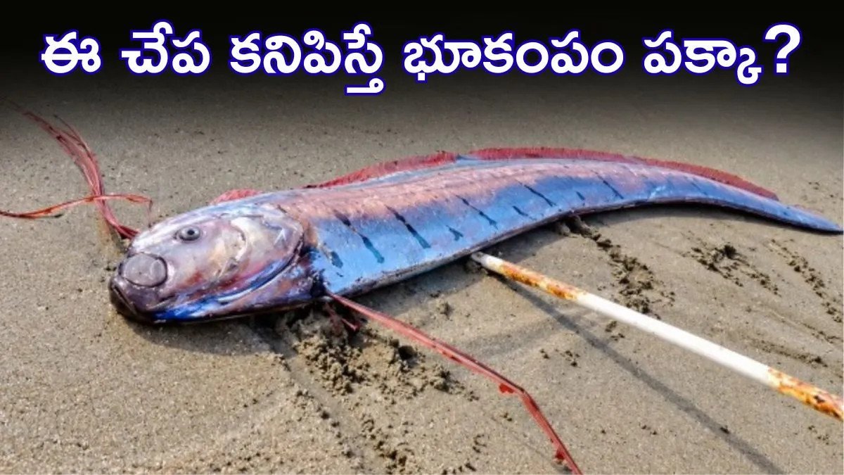 ఈ చేప బయటకి వస్తే భూకంపమే? ప్రళయానికి సంకేతమంటూ ప్రచారం