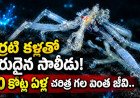Sea Spider: శతాబ్దం తర్వాత కనిపించిన సరికొత్త సాలీడు జాతి!