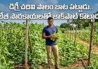 బుల్లి సొరకాయలతో నెలకు రూ. 15 లక్షలు ఆదాయం!
