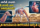 నీళ్లు తాగితే బ్రెయిన్ స్ట్రోక్! నిమిషం కంటే తక్కువ నిద్ర.. జిరాఫీ ఒంట్లో ఇన్ని రహస్యాలా!