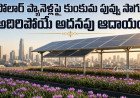 కుంకుమ పువ్వు సాగు ఇక మన ఇంటిపైనే.. సోలార్ నీడలో సరికొత్త ప్రయోగం