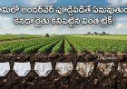 Underwear Test: వ్యవసాయంలో కొత్త ట్రెండ్, మీ భూమి జాతకం మారాల్సిందే!