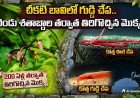 204 ఏళ్ల తర్వాత ప్రకృతే అవాక్కయ్యే వింత.. సీఎం సంచలన పోస్ట్