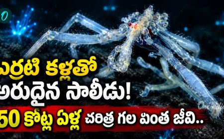 Sea Spider: శతాబ్దం తర్వాత కనిపించిన సరికొత్త సాలీడు జాతి!