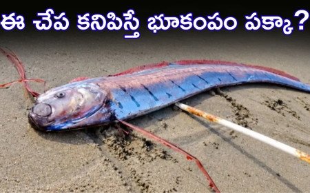 ఈ చేప బయటకి వస్తే భూకంపమే? ప్రళయానికి సంకేతమంటూ ప్రచారం