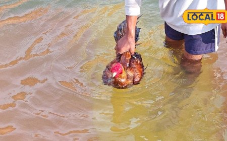 పందెం కోళ్లు నీళ్లలో ఈత కొట్టడం ఎప్పుడైనా చూశారా? మామూలుగా లేదుగా!
