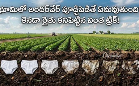 Underwear Test: వ్యవసాయంలో కొత్త ట్రెండ్, మీ భూమి జాతకం మారాల్సిందే!