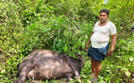 విద్యుత్ వైరు తెగిపడి పాడి బ‌ర్రె మృతి
