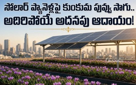 కుంకుమ పువ్వు సాగు ఇక మన ఇంటిపైనే.. సోలార్ నీడలో సరికొత్త ప్రయోగం
