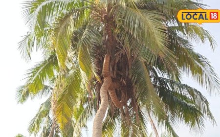 Four Headed Coconut Tree: నాలుగు తలల వింత కొబ్బరి చెట్టు.. మీరెప్పుడైనా చూశారా? వీడియో వైరల్!