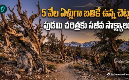 ప్రపంచపు అత్యంత పురాతన చెట్టు ఇదే! ఊపిరి పీల్చుకుంటున్న చరిత్ర