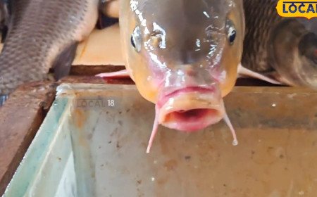 Fish: భారీ వర్షాల దెబ్బకు పండుగ చేసుకుంటున్న మాంసాహార ప్రియులు... అసలు రీజన్ తెలిస్తే షాక్!