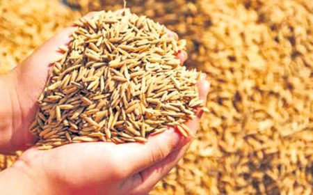 Paddy Seeds Ban | వరి విత్తనాలు అమ్మొద్దు.. డీలర్లకు వ్యవసాయ శాఖ అల్టిమేటం
