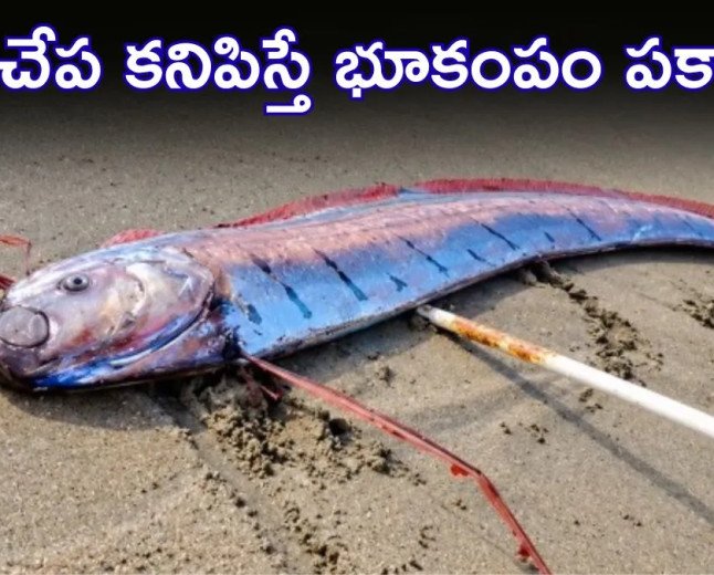 ఈ చేప బయటకి వస్తే భూకంపమే? ప్రళయానికి సంకేతమంటూ ప్రచారం