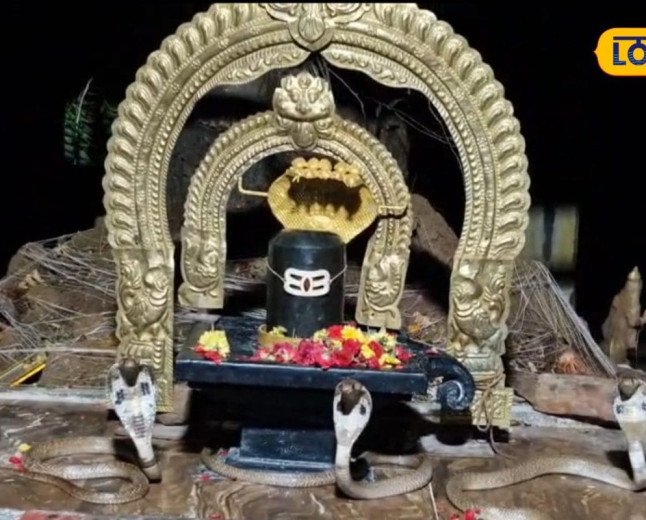 గుడిలో అద్భుతం.. శివలింగానికి పూజలు చేసిన 3 నాగుపాములు, వీడియో వైరల్!